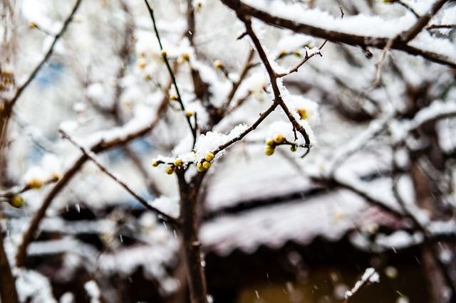 夺冠