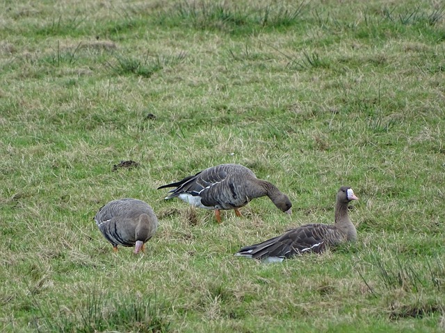 大師級連接 大師級連接