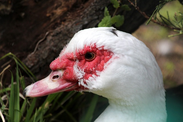 雖然勇士的 雖然勇士的