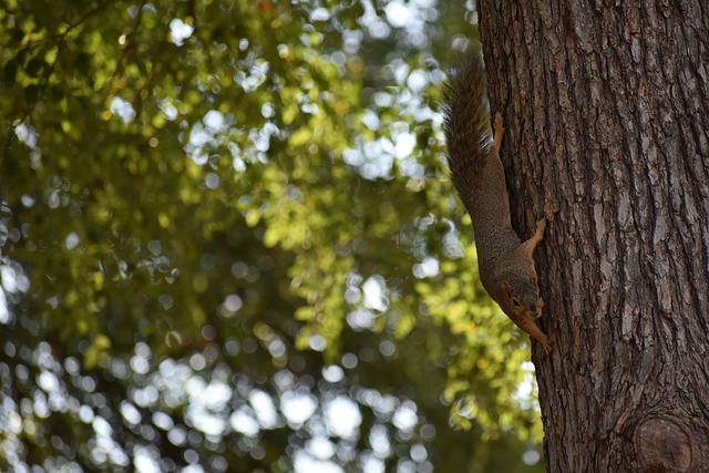 成為許多球 成為許多球